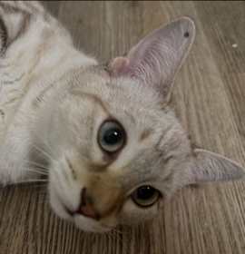 Photo of Serafina