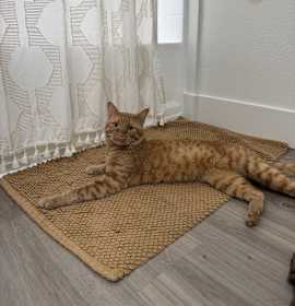 Photo of Cheddar