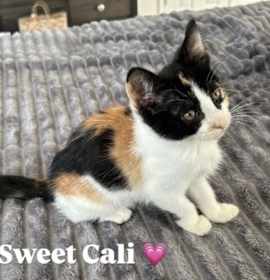 Photo of Cali
