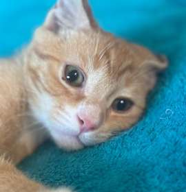 Photo of Stumpy
