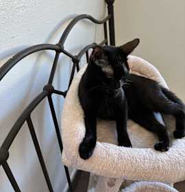 Photo of lulu