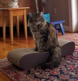 Photo of Fluffy
