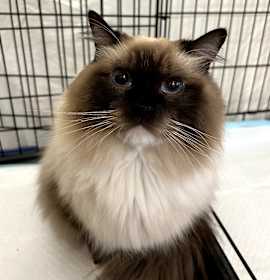Photo of Thor