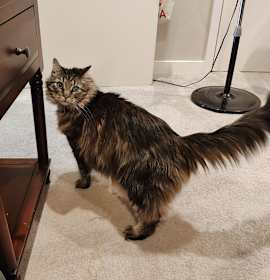 Photo of Oscar
