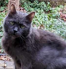 Photo of Rumple