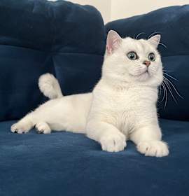 Photo of Cheeto