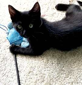 Photo of Rocket
