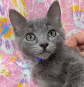 Photo of Flik