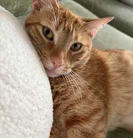Photo of Scorch