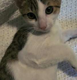 Photo of Pharoah