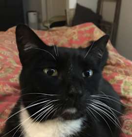 Photo of Jet