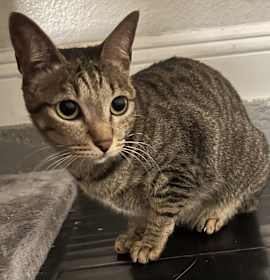 Photo of Miss Lion Girl
