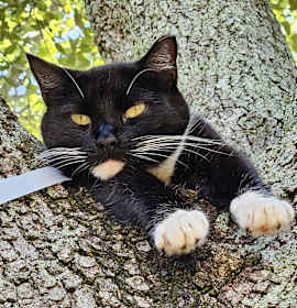 Photo of Meet AOC – Our Tiny Panther