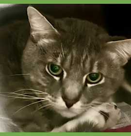 Photo of Bruno