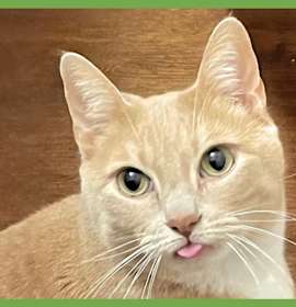 Photo of Peaches