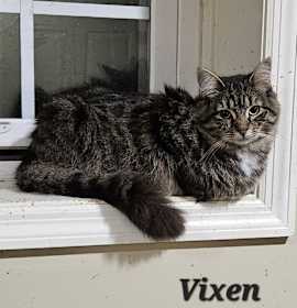 Photo of Vixen