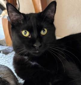 Photo of Scout