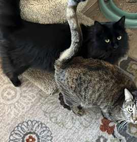 Photo of Wolfie and Garnet