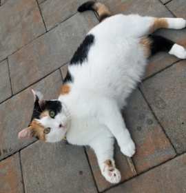 Photo of Tilly