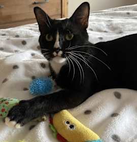 Photo of Beauty Zander