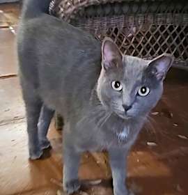 Photo of Meet Barry – The Cat Who Walks