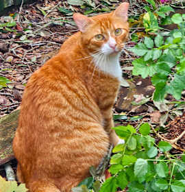 Photo of 🧡 Jan – Chill Tree-Climber