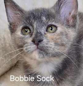 Photo of Bobbie Sock