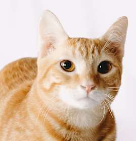 Photo of WAC2 Oliver