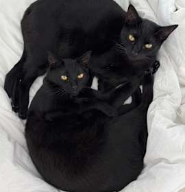 Photo of Binky and Paloma