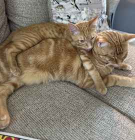 Photo of Sunshine and Izzy