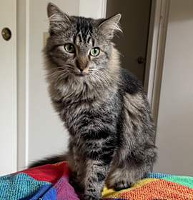 Photo of Tiger Lily