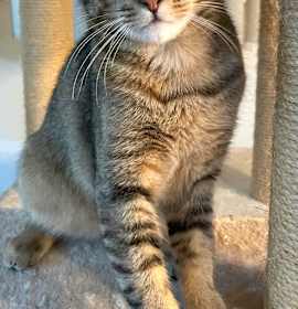 Photo of Abby is adorable and athletic!