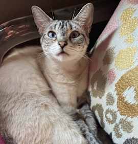 Photo of Pearl
