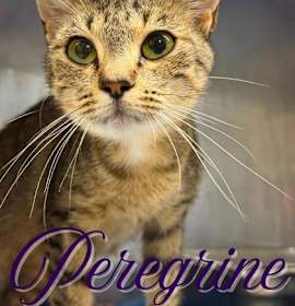 Photo of Peregrine
