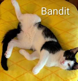 Photo of KITTEN BANDIT