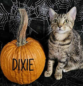 Photo of Dixie