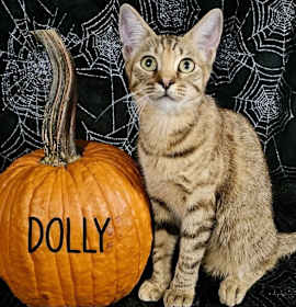 Photo of Dolly