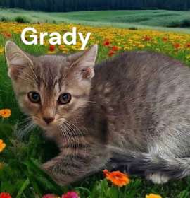 Photo of Grady