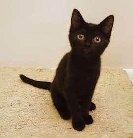 Photo of Petite Panther HD