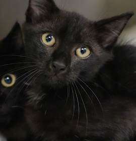 Photo of Gordy 58713