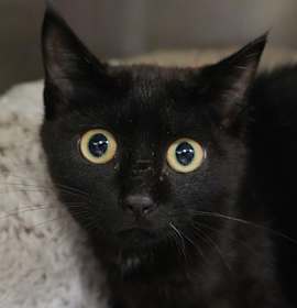 Photo of Gorgonzola 58726