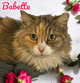 Photo of Babette