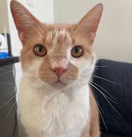 Photo of Ginger