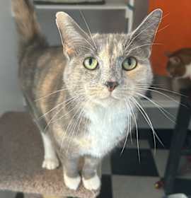 Photo of Stormy (bonded with Simba)