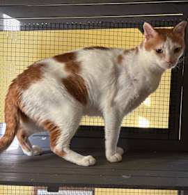 Photo of Junior - in foster