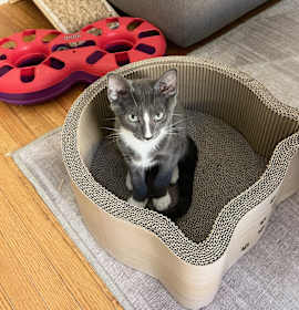 Photo of Spud. Handsome & Sweet Videos