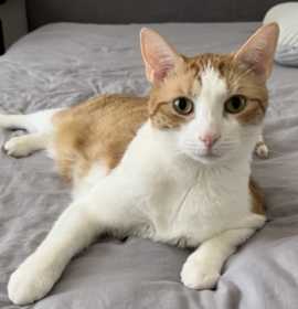 Photo of Little Yellow