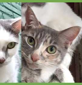 Photo of Chicken and Porkchop