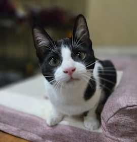 Photo of MERCUTIO - Shakespeare kittens