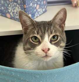 Photo of Alder & Juniper